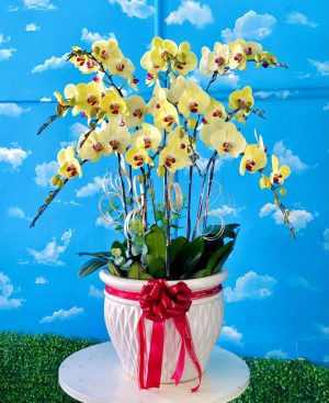 Chậu lan hồ điệp - 14